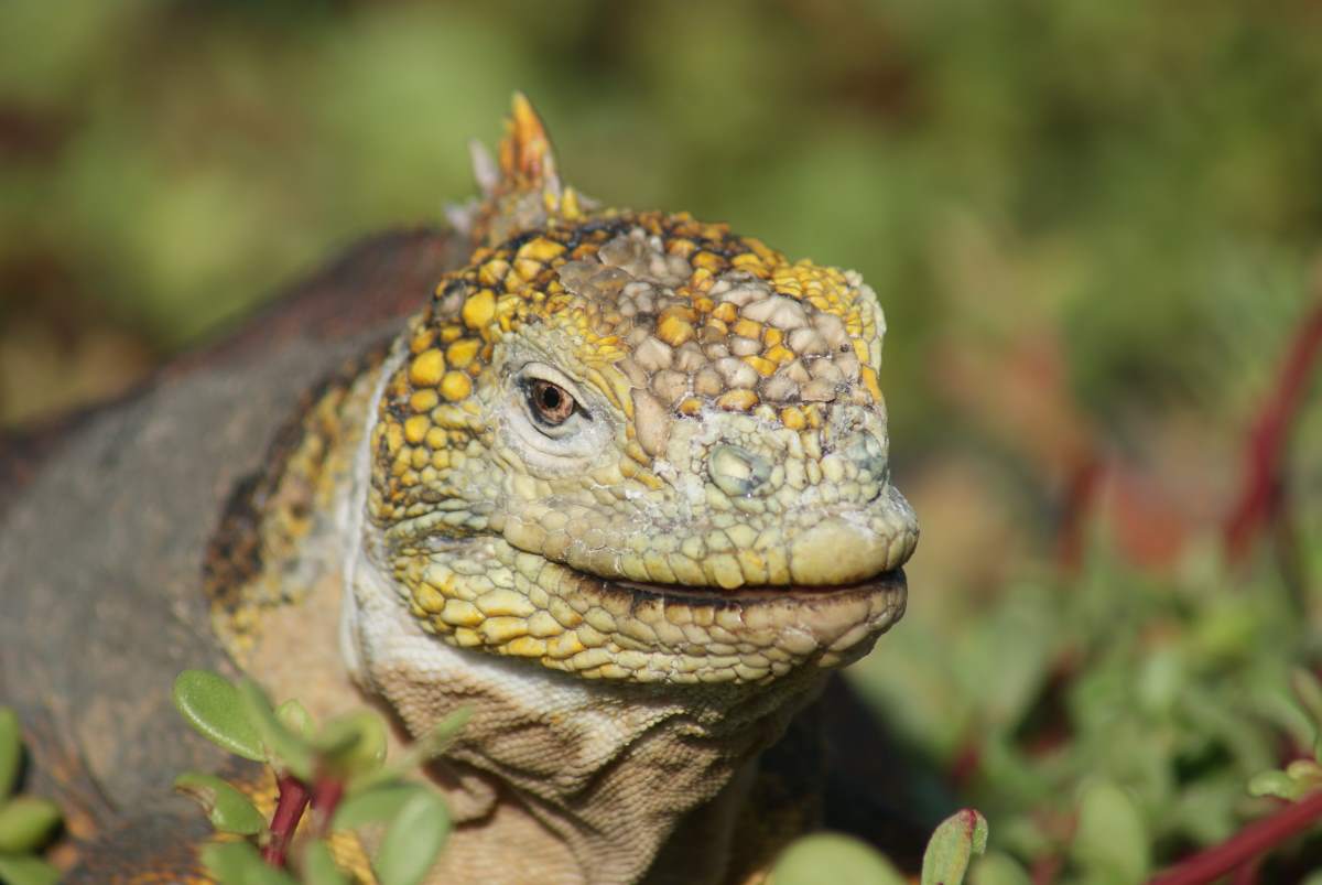 lizard3